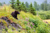 Alaska